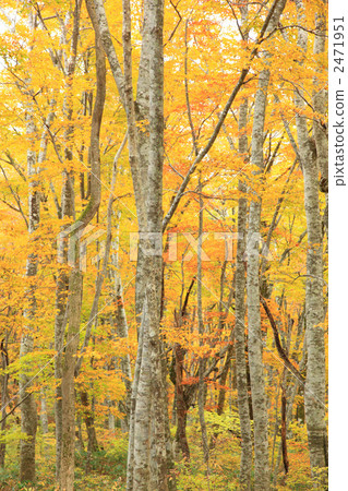 山毛櫸森林秋葉 山毛櫸森林秋葉 2471951