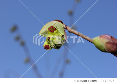 Corylopsis spicum flower 2472297
