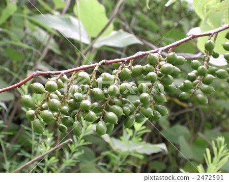 Fruit of Kiboshi 2472591