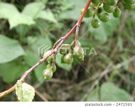 Kiboshi的果實 2472593