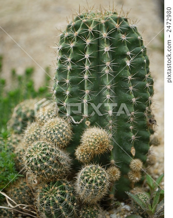 Cirrus cloud (cactus) 2472980