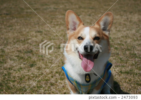 彭布洛克威爾士科基犬 柯基 威爾士矮腳狗 2473093