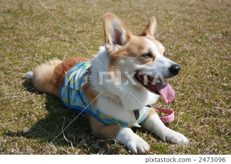 彭布洛克威爾士科基犬 柯基 威爾士矮腳狗 2473096