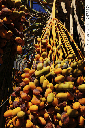 Date index of Baharaya Oasis 2473174