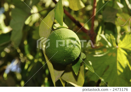 Fruit of lime (Egyptian Baharaya Oasis) Fruit of lime (Egyptian Baharaya Oasis) 2473176