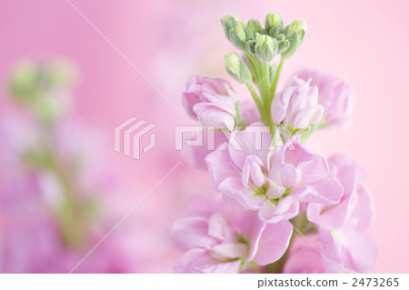 Stock flowers 2473265