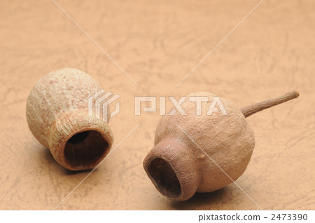 Gum nut (Eucalyptus nut) 2473390