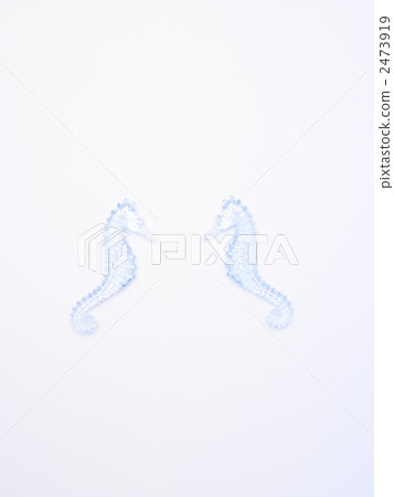 Seahorse Seahorse 2473919