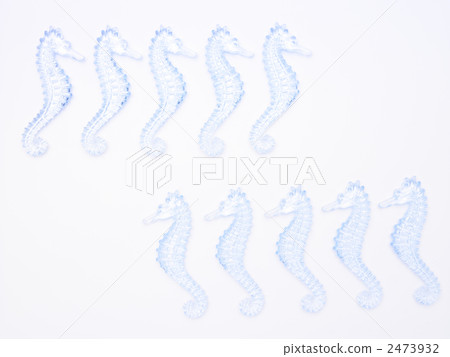 Seahorse Seahorse 2473932