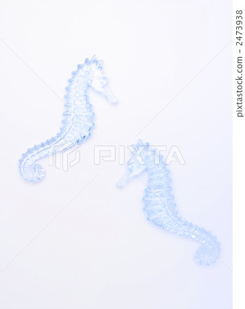 Seahorse Seahorse 2473938