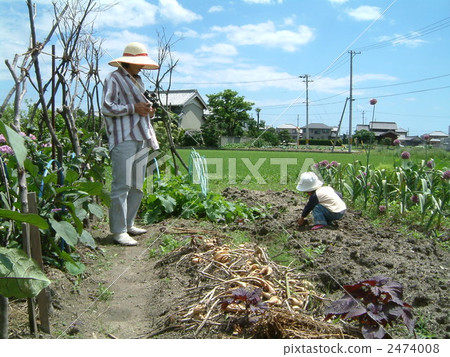 vegetable field, kindergartener, field 2474008