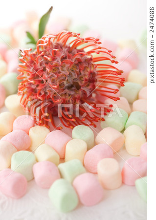 Marshmallow and pincushion 2474088
