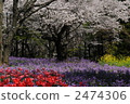 Spring flower  2474306