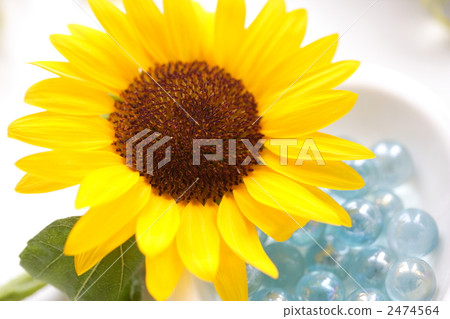 太陽花和大理石 太陽花和大理石 2474564
