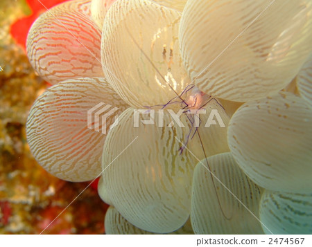 氣泡珊瑚蝦 米祖塔瑪珊瑚 圓點珊瑚 2474567