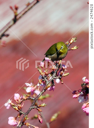 Mejiro on Kawazu cherry tree 2474628