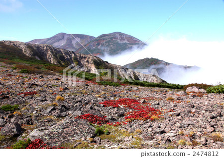 Autumn leaves 2474812