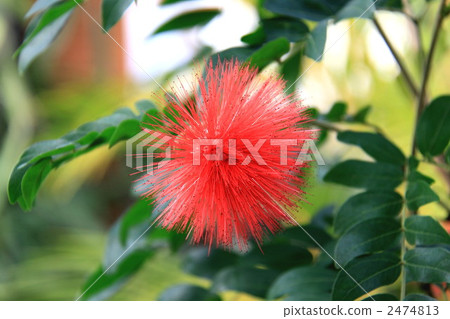 Puff puff delicate gorgeous 2474813