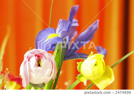 ranunculus, iris, flower arrangement 2474899