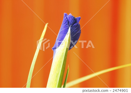 iris, bud, iridaceae 2474901