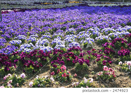 pansy, flower garden, flower field 2474923