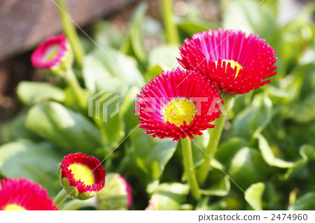 雛菊 菊科植物 紫菀科的 2474960