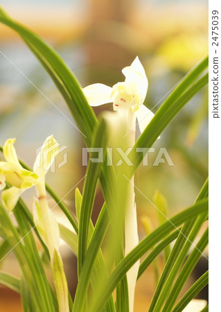 noble orchid, spring orchid, wild orchids 2475039