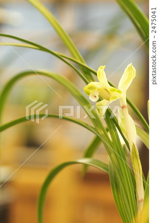 wild orchids, spring orchid, noble orchid 2475041