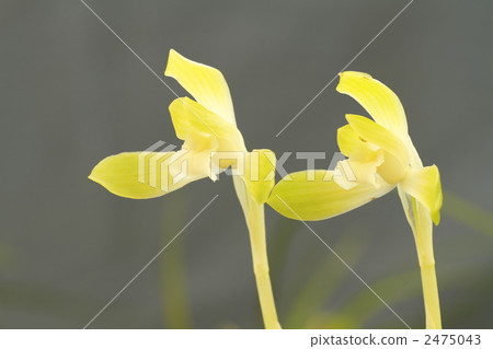 noble orchid, spring orchid, wild orchids 2475043