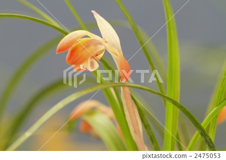 noble orchid, spring orchid, wild orchids 2475053