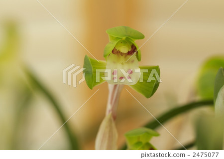 noble orchid, spring orchid, wild orchids 2475077