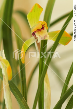 noble orchid, spring orchid, wild orchids 2475080