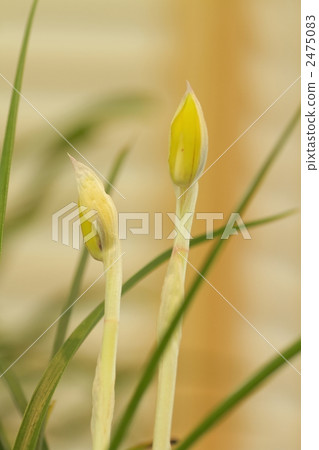 noble orchid, spring orchid, wild orchids 2475083