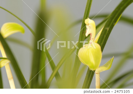noble orchid, spring orchid, wild orchids 2475105