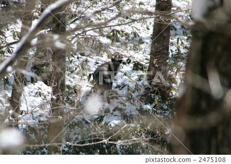 wild Japanese serow 2475108