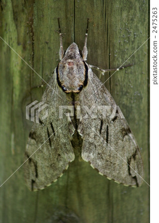Daytime frosting sparrow moth resting in the shade 2475263