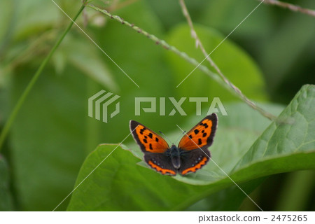 紅緋紅色 2475265