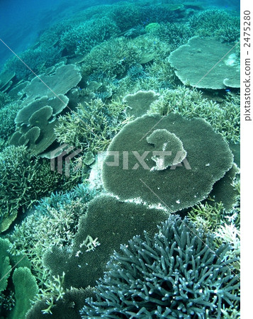 Coral reef 2475280