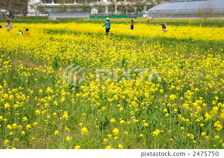 In the rape field 2475750