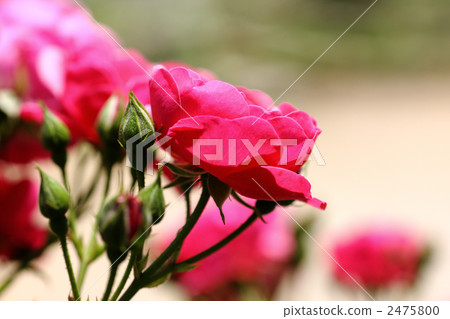 安吉拉 安吉拉 2475800