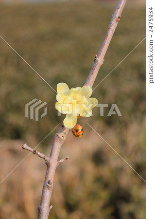 wintersweet, japanese allspice, single flower 2475934