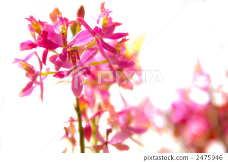 Epidendoramu Epidendoramu 2475946