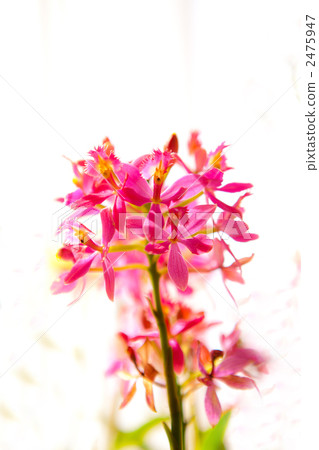 Epidendrum 2475947