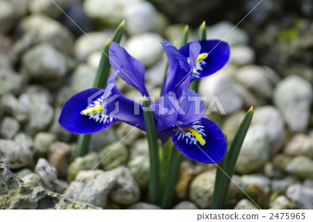 Iris · Reticulata 2475965