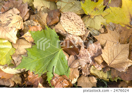 法國梧桐的落葉 2476024