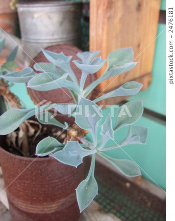 Yajiri of Maasai 2476181