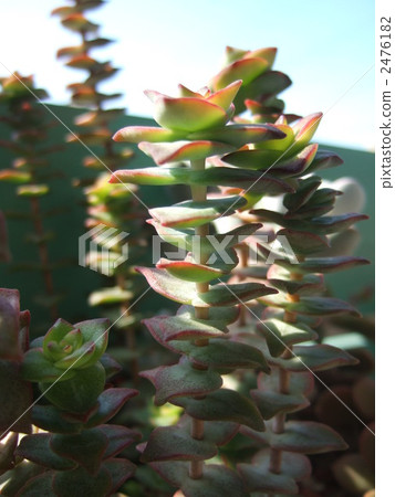 Southern Cross Southern Cross 2476182