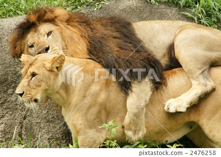 幾隻獅子 幾隻獅子 2476258