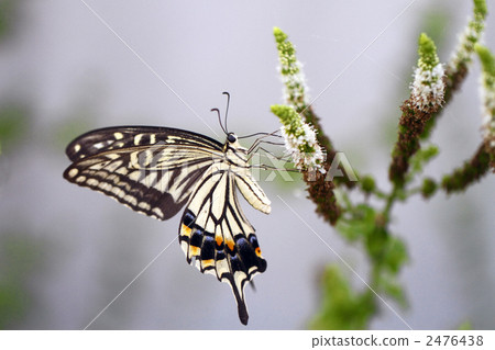 Swallowtail butterfly Swallowtail butterfly 2476438