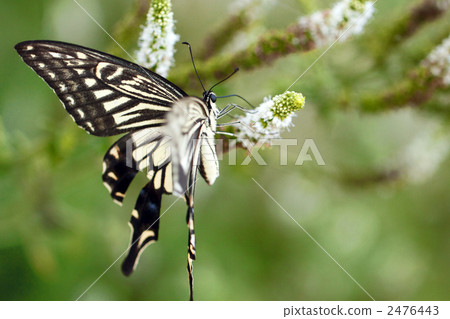 燕尾蝶 燕尾蝶 2476443